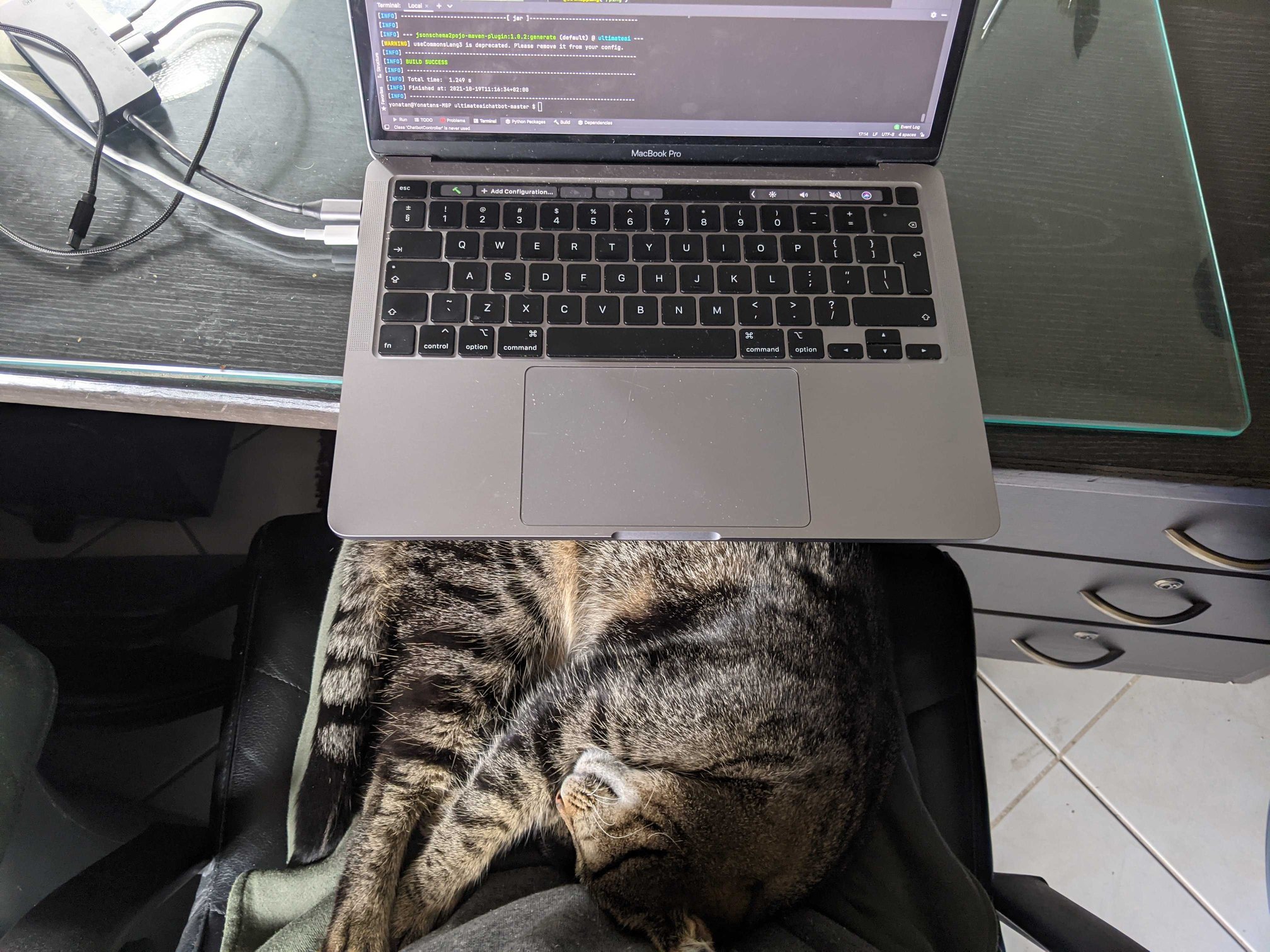 A cat napping on an Ultimate colleague’s lap while they work. 